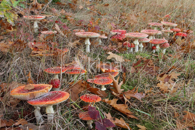 Vliegenzwam (Amanita muscaria)