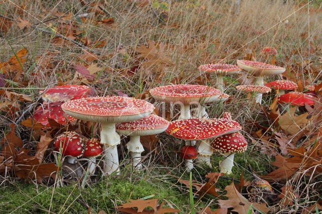 Vliegenzwam (Amanita muscaria)