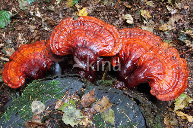 Gesteelde lakzwam (Ganoderma lucidum)