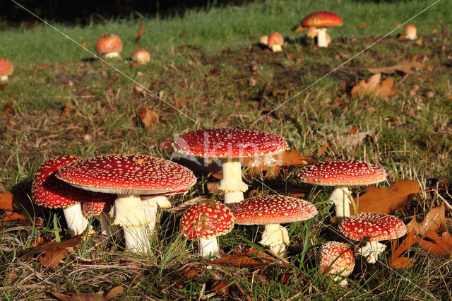 Vliegenzwam (Amanita muscaria)