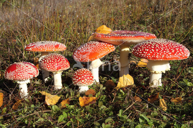 Vliegenzwam (Amanita muscaria)