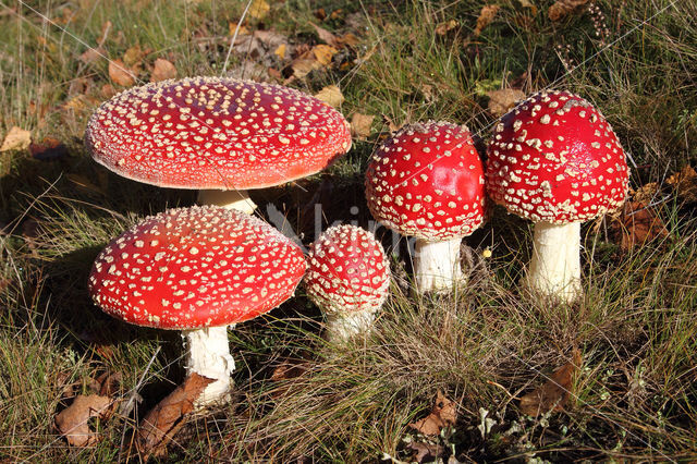 Vliegenzwam (Amanita muscaria)