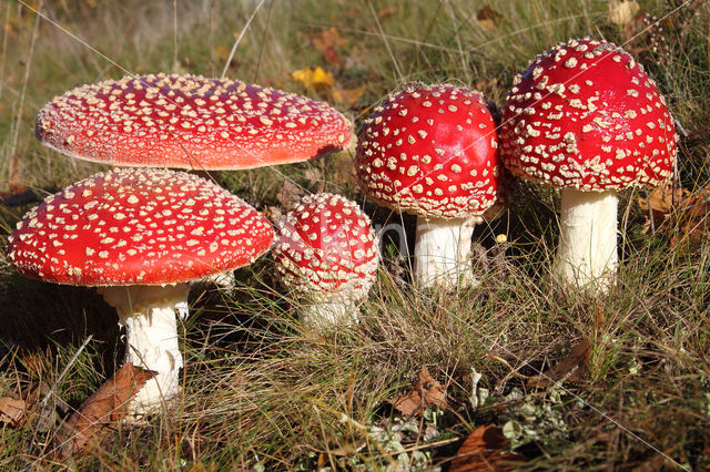 Vliegenzwam (Amanita muscaria)