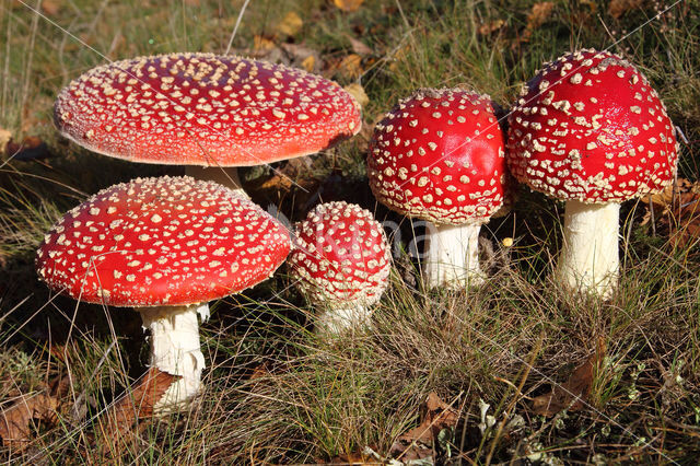 Vliegenzwam (Amanita muscaria)