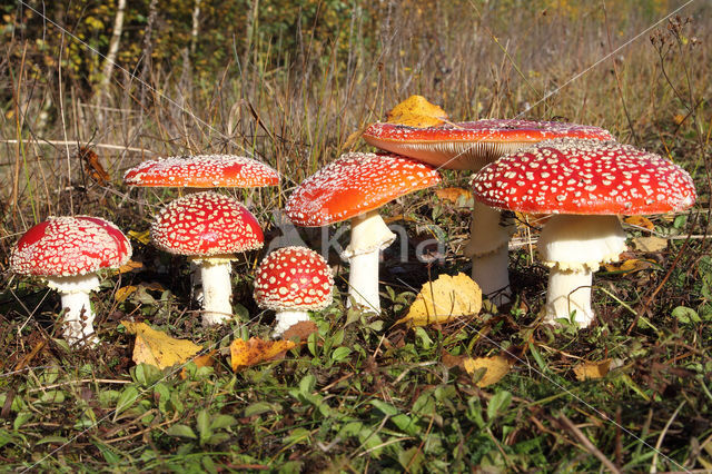 Vliegenzwam (Amanita muscaria)