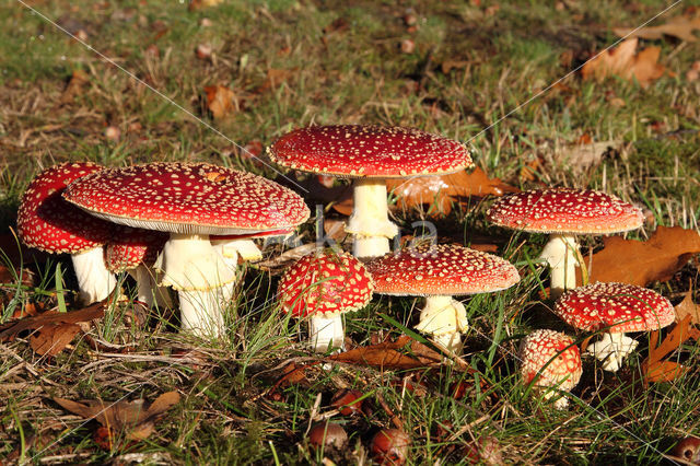 Vliegenzwam (Amanita muscaria)