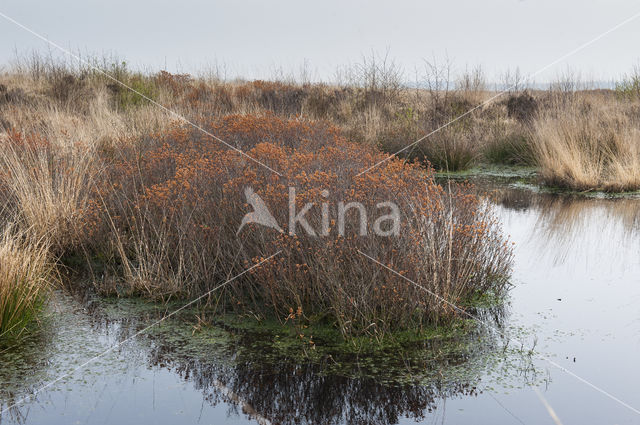 Gagel (Myrica gale)