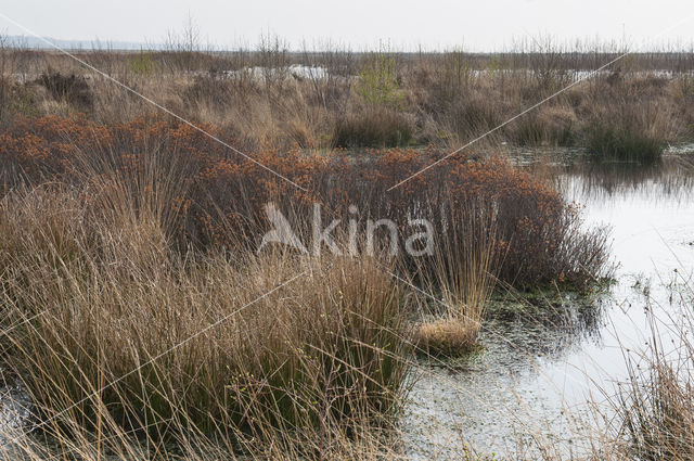 Gagel (Myrica gale)