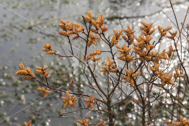 Gagel (Myrica gale)