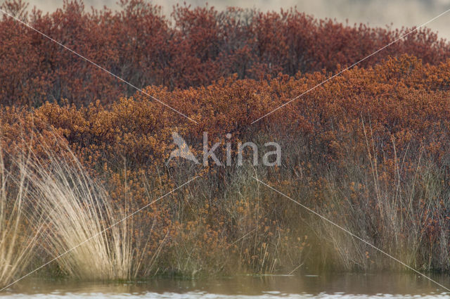 Gagel (Myrica gale)