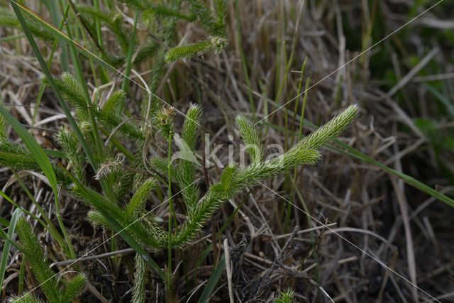 Grote wolfsklauw (Lycopodium clavatum)