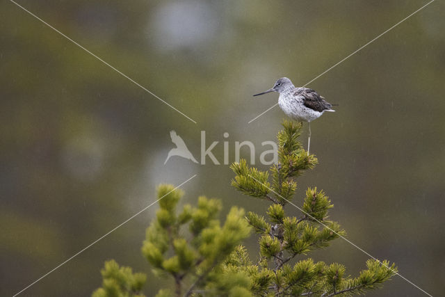 Groenpootruiter (Tringa nebularia)