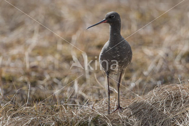 Zwarte Ruiter (Tringa erythropus)