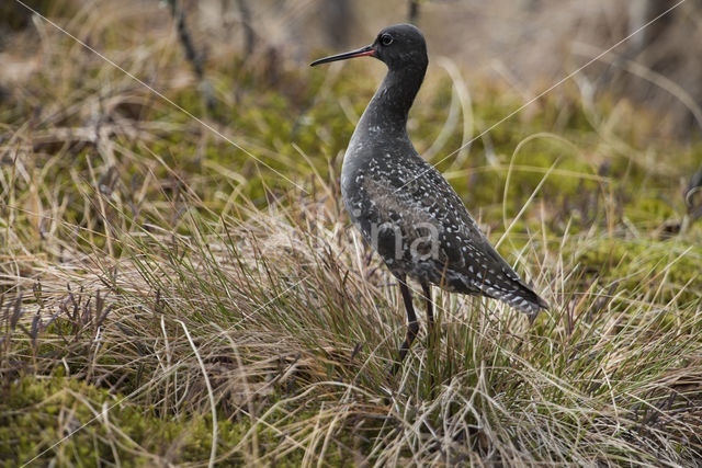 Zwarte Ruiter (Tringa erythropus)