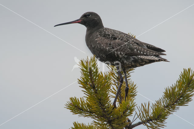 Zwarte Ruiter (Tringa erythropus)