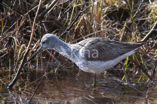 Groenpootruiter (Tringa nebularia)