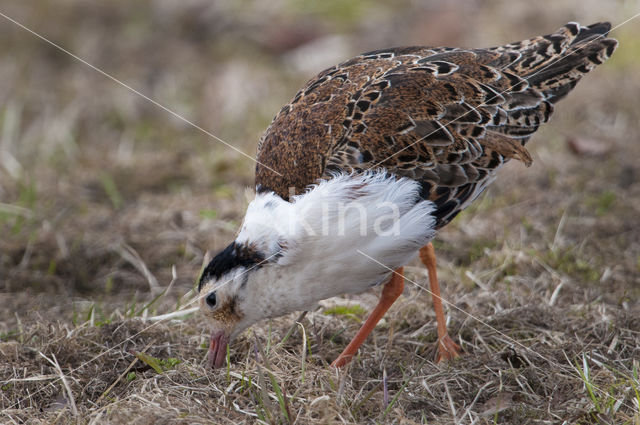 Kemphaan (Philomachus pugnax)