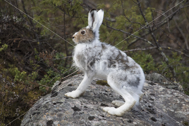 Sneeuwhaas (Lepus timidus)