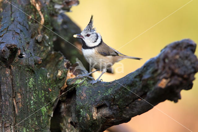 Kuifmees (Parus cristatus)