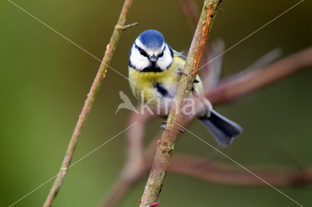 Blue Tit (Parus caeruleus)