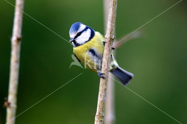 Blue Tit (Parus caeruleus)