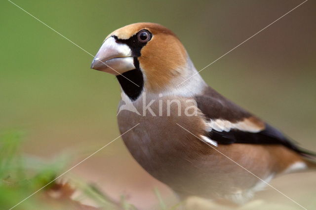 Appelvink (Coccothraustes coccothraustes)