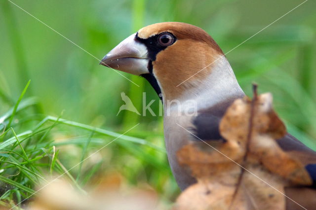 Appelvink (Coccothraustes coccothraustes)