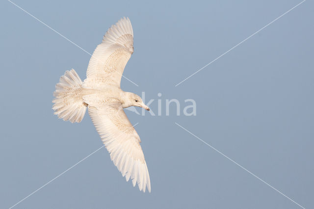 Grote Burgemeester (Larus hyperboreus)