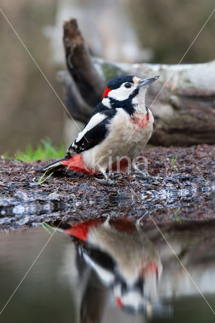 Grote Bonte Specht (Dendrocopos major)