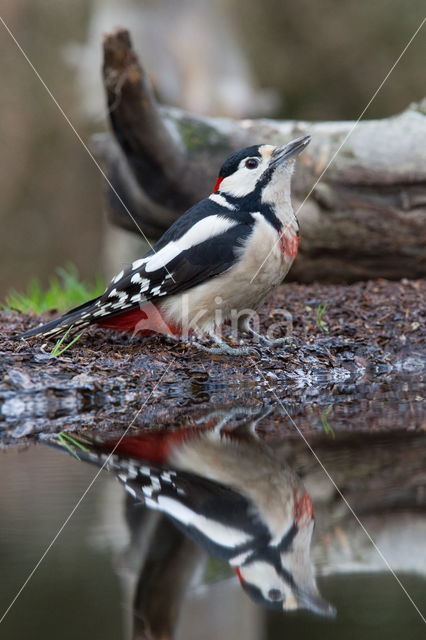 Grote Bonte Specht (Dendrocopos major)