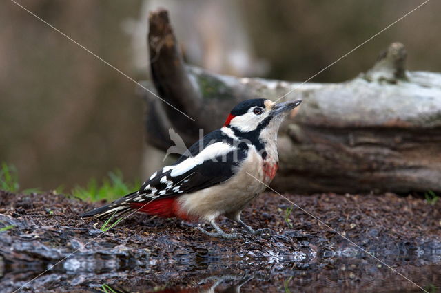 Grote Bonte Specht (Dendrocopos major)