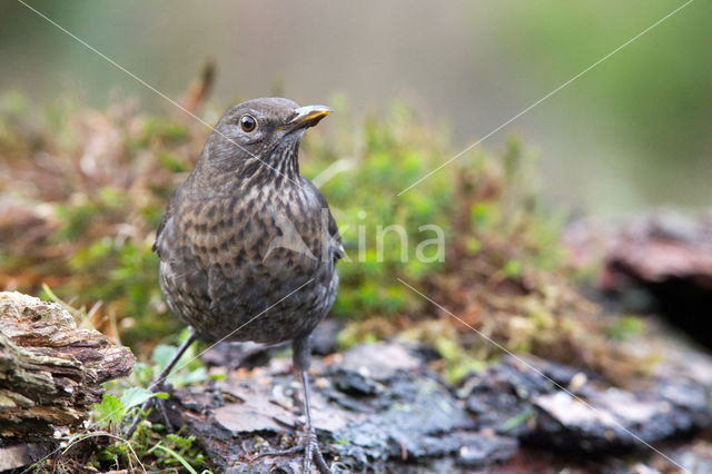 Grote Bonte Specht (Dendrocopos major)