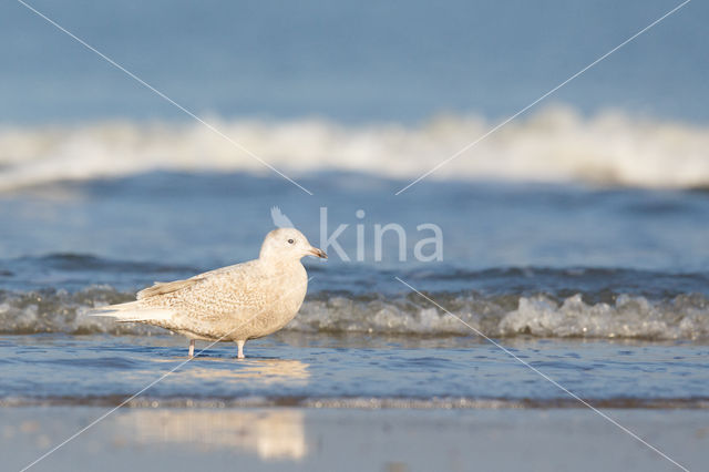 Kleine Burgemeester (Larus glaucoides)