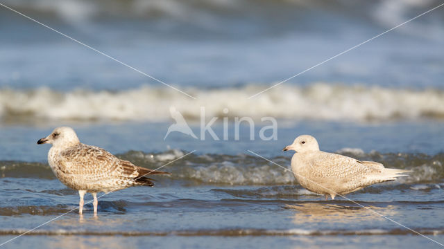 Kleine Burgemeester (Larus glaucoides)