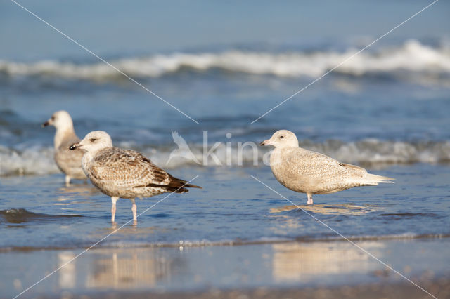 Kleine Burgemeester (Larus glaucoides)