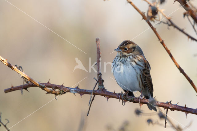 Dwerggors (Emberiza pusilla)