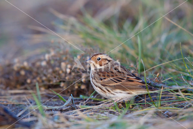 Dwerggors (Emberiza pusilla)