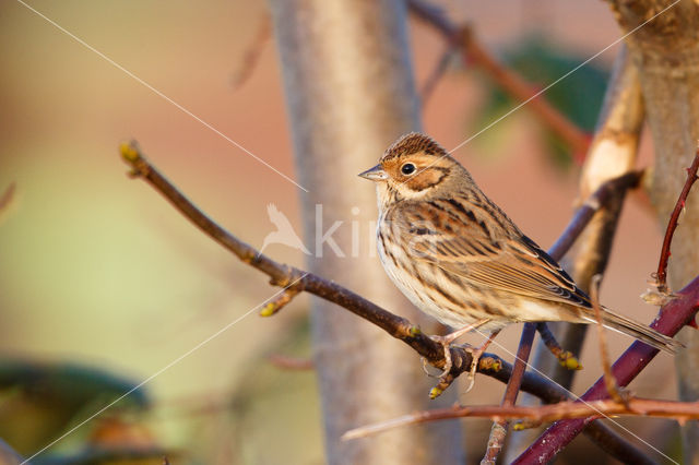 Dwerggors (Emberiza pusilla)