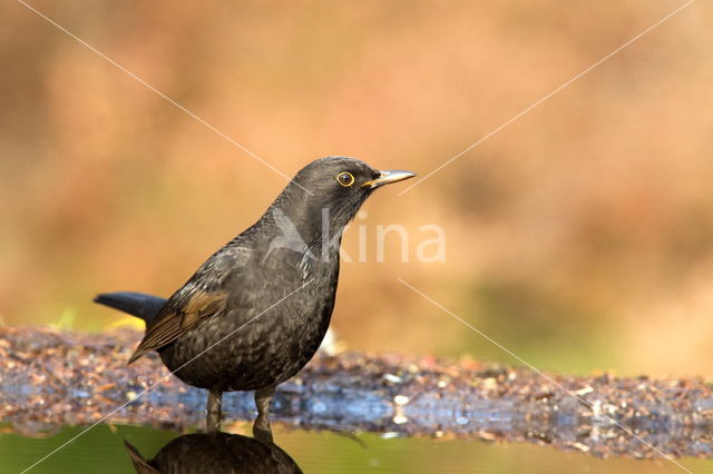 Grote Bonte Specht (Dendrocopos major)