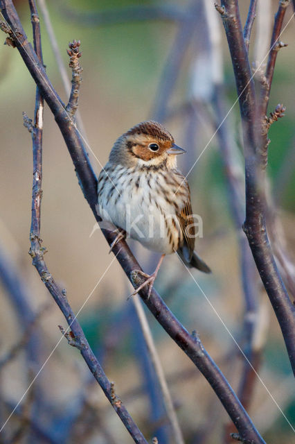 Dwerggors (Emberiza pusilla)