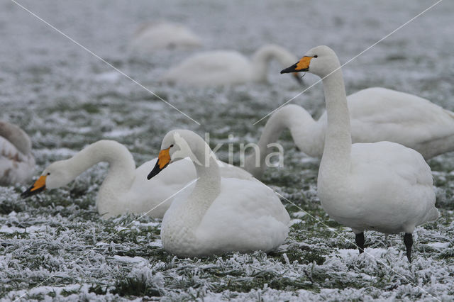 Wilde Zwaan (Cygnus cygnus)