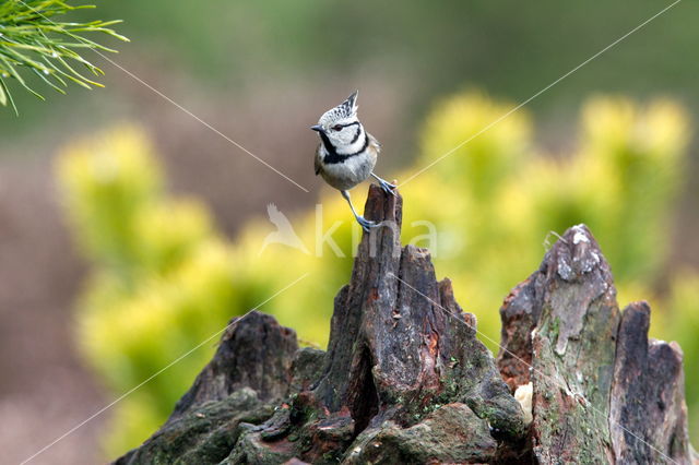 Kuifmees (Parus cristatus)