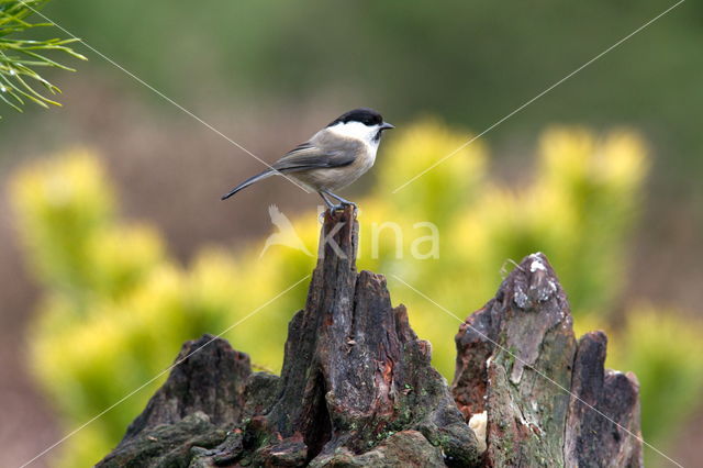 Glanskop (Parus palustris)