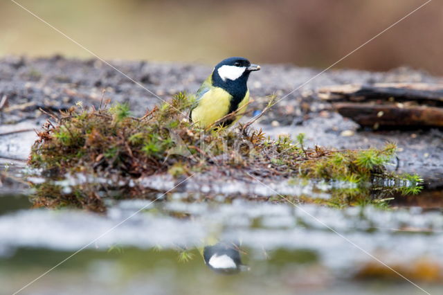 Koolmees (Parus major)