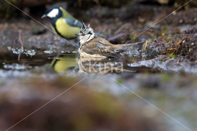 Kuifmees (Parus cristatus)