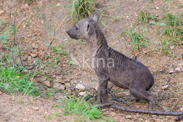 Spotted hyena (Crocuta crocuta)