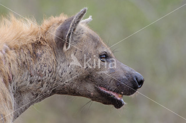 Gevlekte hyena (Crocuta crocuta)