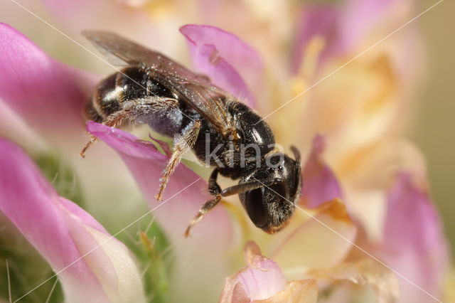 Lasioglossum politum