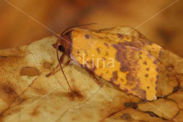 Wilgengouduil (Xanthia togata)