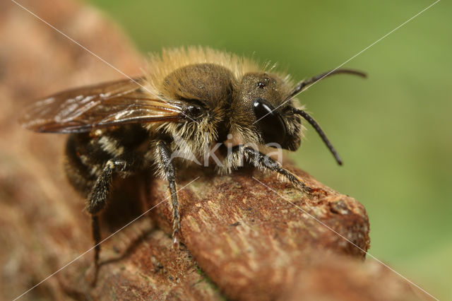 Kauwende metselbij (Osmia leaiana)